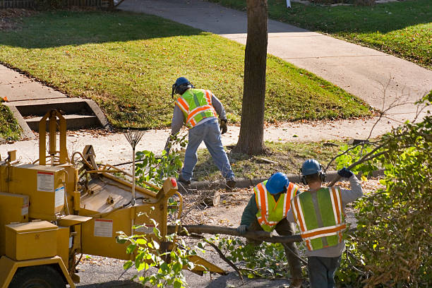 Tree Removal for Businesses in St Croix Falls, WI